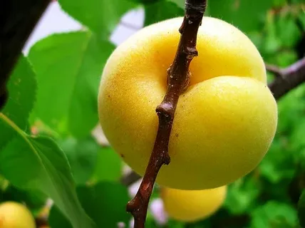 تصویر 2 از قیمت کنسانتره زرد آلو شیرین + خرید باور نکردنی
